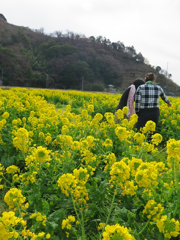 ちょっと早い菜の花