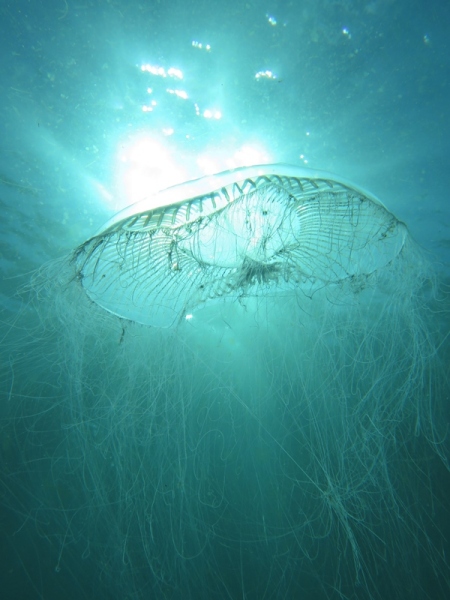 幻想的だね、オワンクラゲ