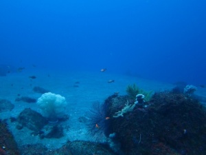 透明度３０ｍ＠大瀬崎外海