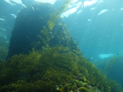 海藻と光線