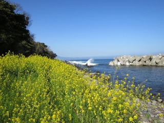 菜の花と海