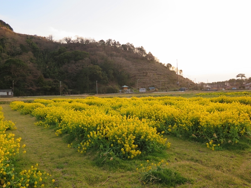 夕暮れの菜の花畑