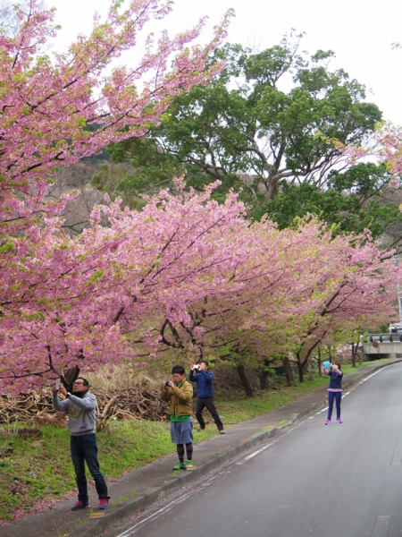 みんなで葉桜を撮る