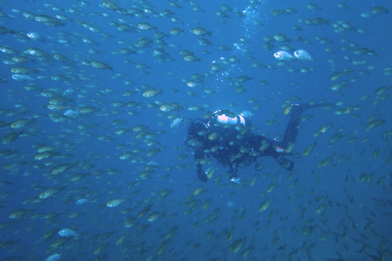 小魚大群に突撃！