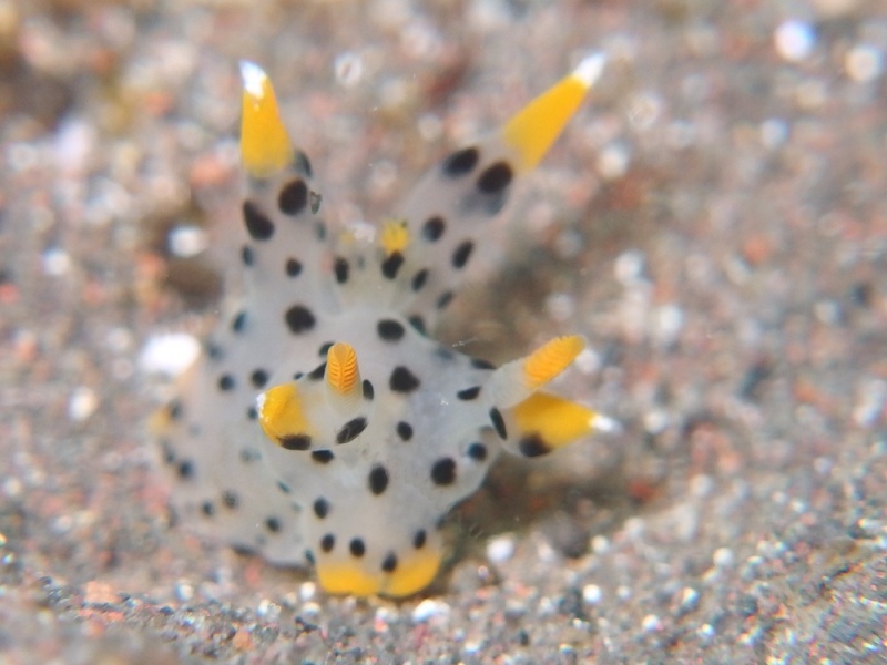 ミズタマウミウシの季節っ。