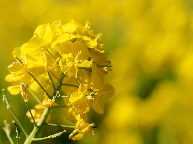 菜の花