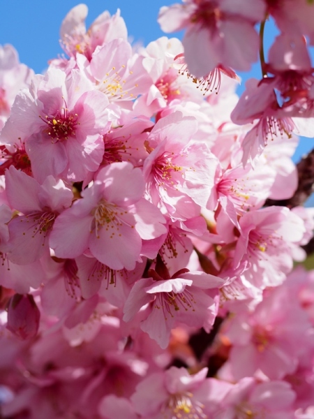 河津桜