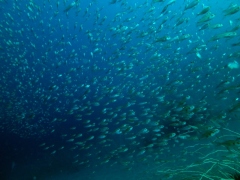 流れてましたっ