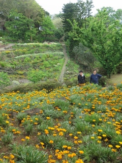 お花畑で