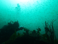 春の伊豆の海＠井田