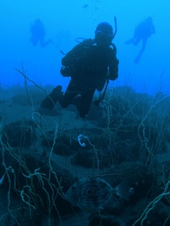 深海魚よーし！