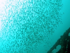 魚雲＠初島フタツネ