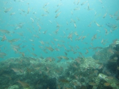 大瀬崎湾内にて。