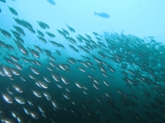 沖の浮島根の群れ