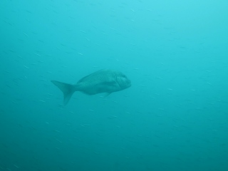 マダイがキビナゴを追っかける