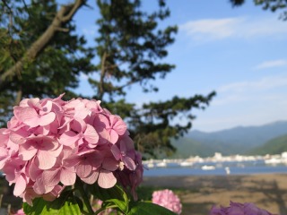 紫陽花とと海