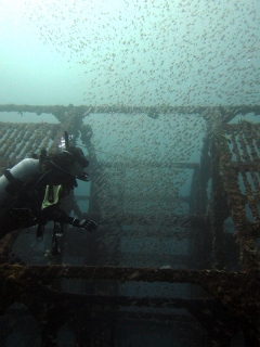 小魚大群＠初島