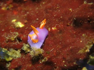 ムラサキウミコチョウ