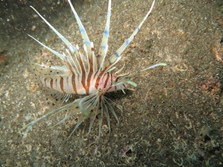 きれいな生物も見れた