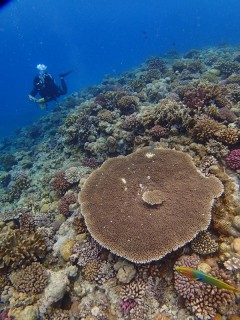 水納島のサンゴ礁！！