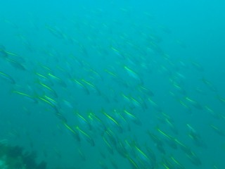 初島のタカベシャワー