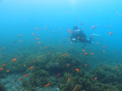 キンギョハナダイの群れ＠井田