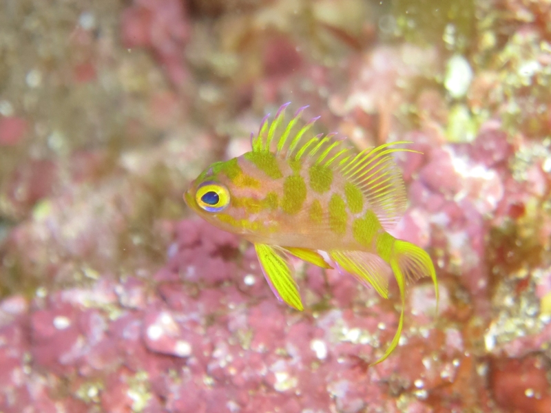 ぎゃーーー！！マダラハナダイ幼魚！！！