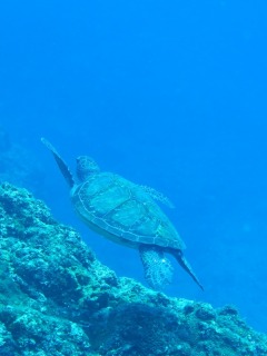 カメ、普通ですっ