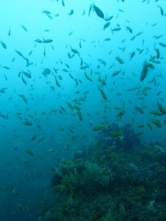 キンギョハナダイ群れ群れっ