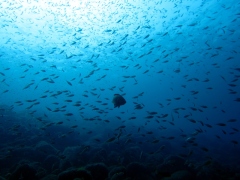 魚の群れ＠井田ビーチ