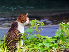 野良猫＠熱海漁港