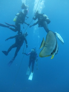 ツバメウオもやってきた