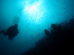 魚の群れ＠伊東・合の根