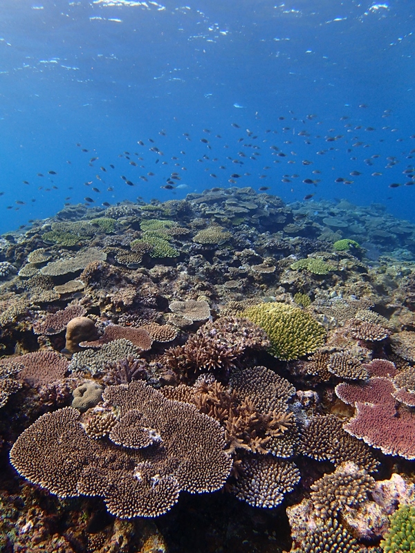 サンゴ＠沖縄万座の海