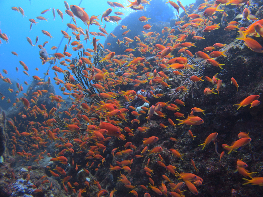 金魚すくいかっ、てんだ。