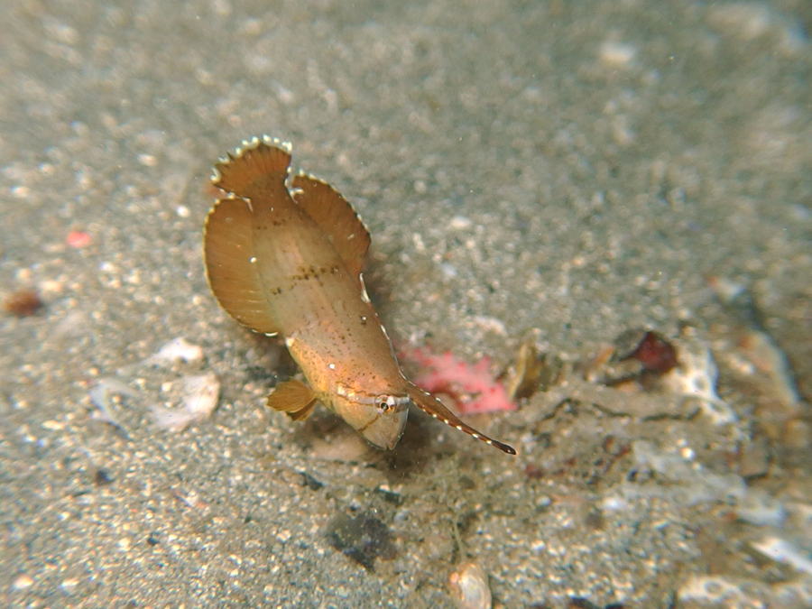 ホシテンス幼魚　byなかみー