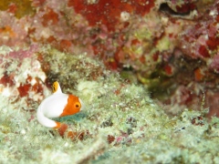 イロブダイの幼魚