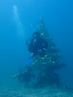 水中クリスマスツリー＠大瀬崎湾内。