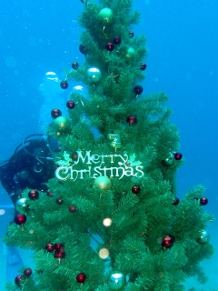 水中クリスマスツリー＠安良里ビーチ