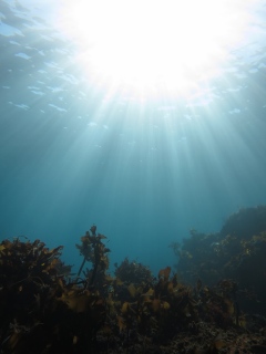 太陽