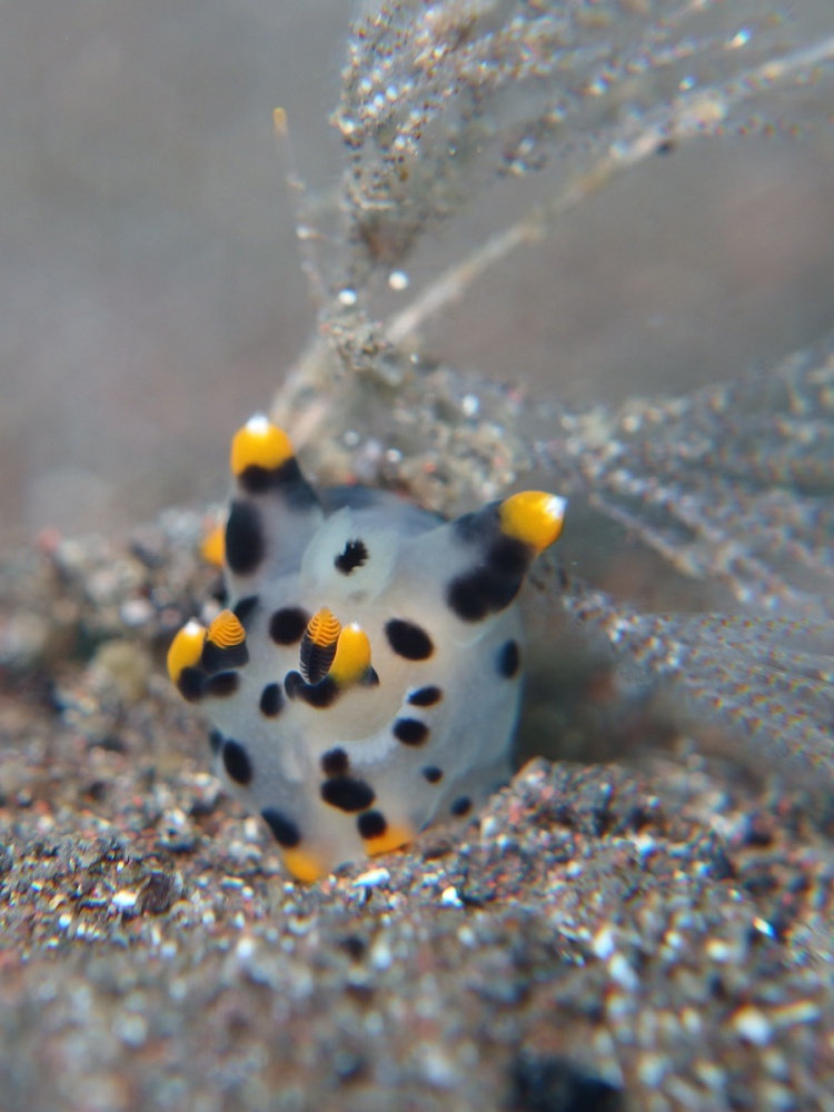 これと隣のウミウシが同じ名前のウミウシ？？？