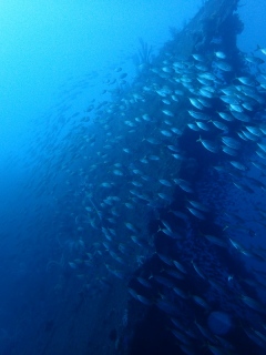 アジだらけの沈船