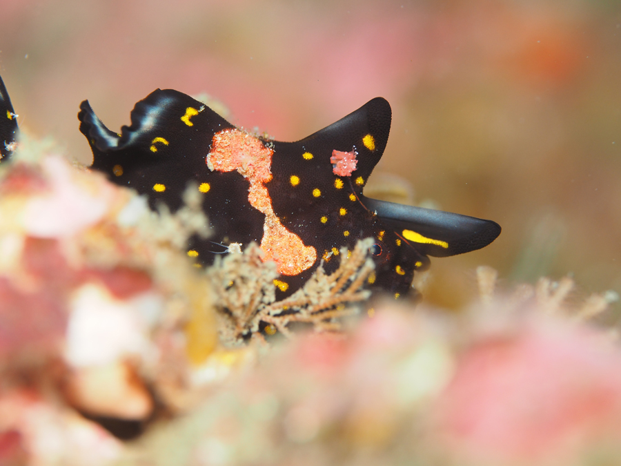 クマドリカエルアンコウ　byせつこ