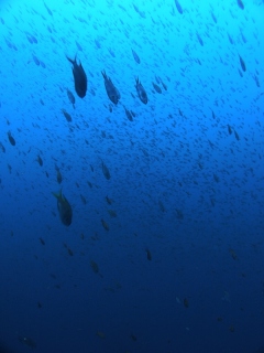 沖の浮島根の群れはやっぱちがうぜ