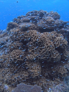 サンゴのせめぎ合い＠黒島ダイビング