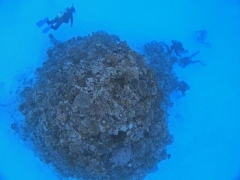 サンゴの根＠黒島ダイビング