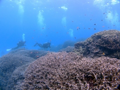 ユビエダハマサンゴの群生＠石垣島