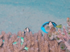 ナンヨウハギの幼魚＠竹富島南