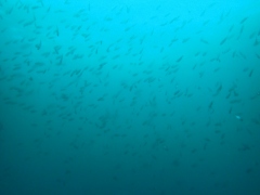 青くて良かった・・・。