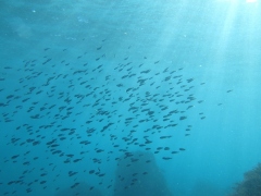 浅場、光が差し込む